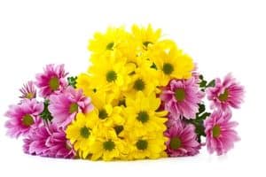 crisantemi per funerali