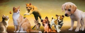 Come affrontare la morte di un animale domestico