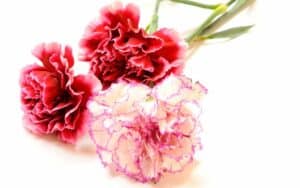 garofani fiori funebri