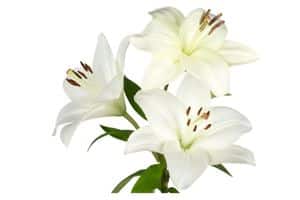gigli fiori per funerali