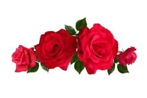rose per funerali